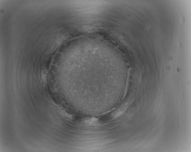 X0000076250576200610122208