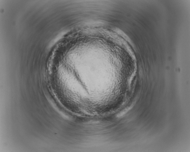 X0000076250581200610122207