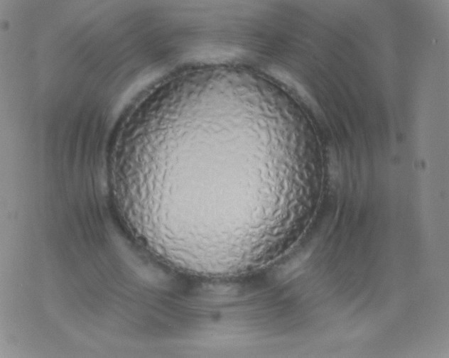 X0000076250582200610122207