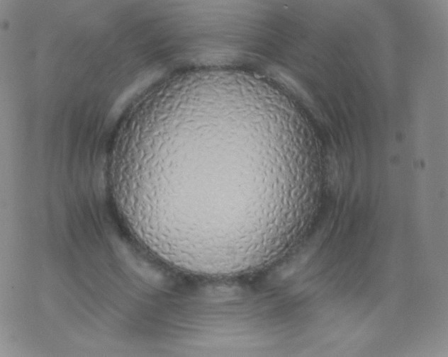 X0000076250586200610122207