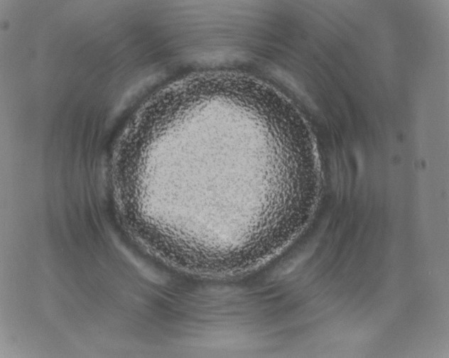 X0000076250590200610122207