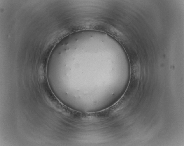 X0000076250594200610122207