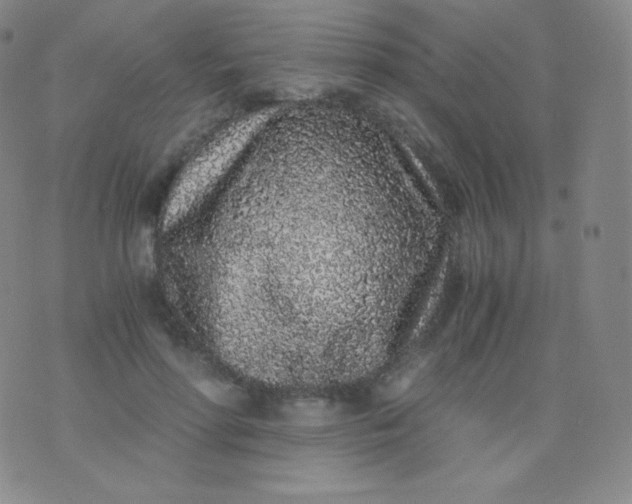 X0000076250598200610122207