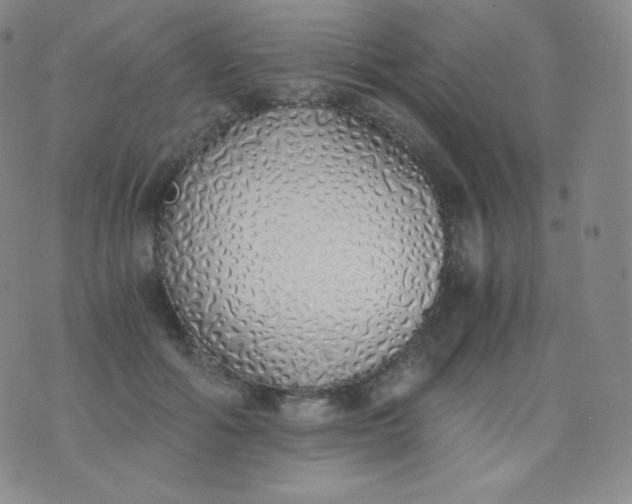 X0000076250602200610122207