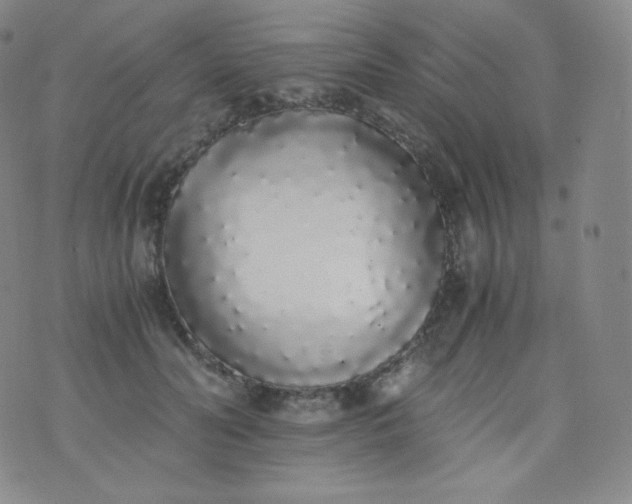 X0000076250606200610122207