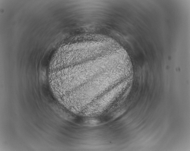 X0000076250610200610122207