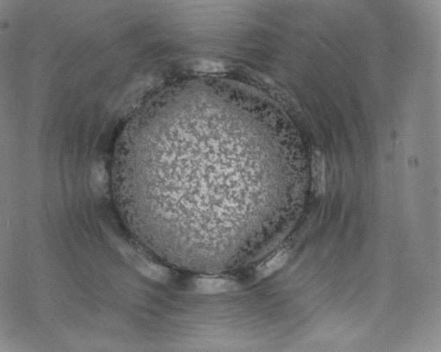 X0000076250614200610122207