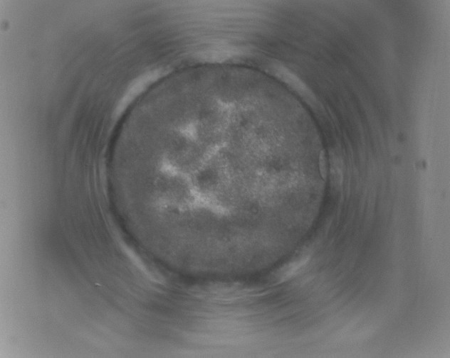 X0000076250626200610122206