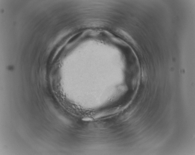 X0000076250627200610122206