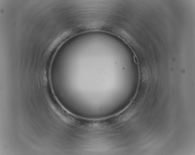 X0000076250634200610122206