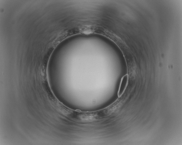 X0000076250661200610122206