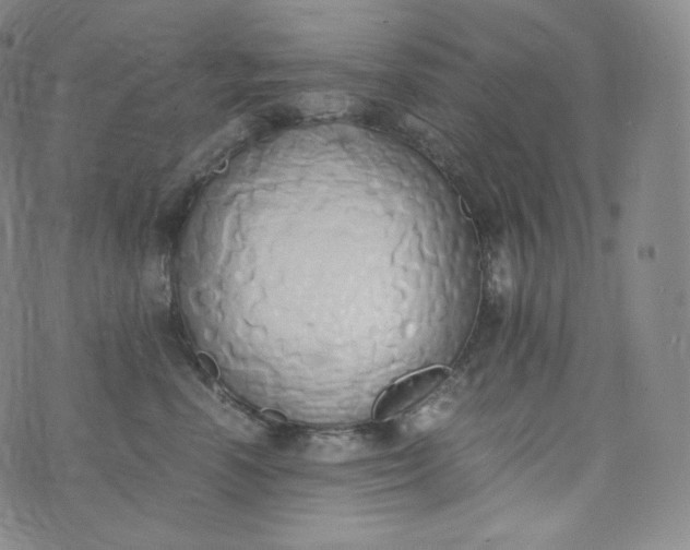 X0000076250666200610122207