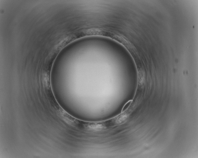 X0000076250669200610122207