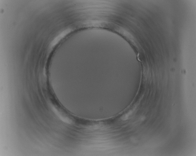 X0000076250674200610122206