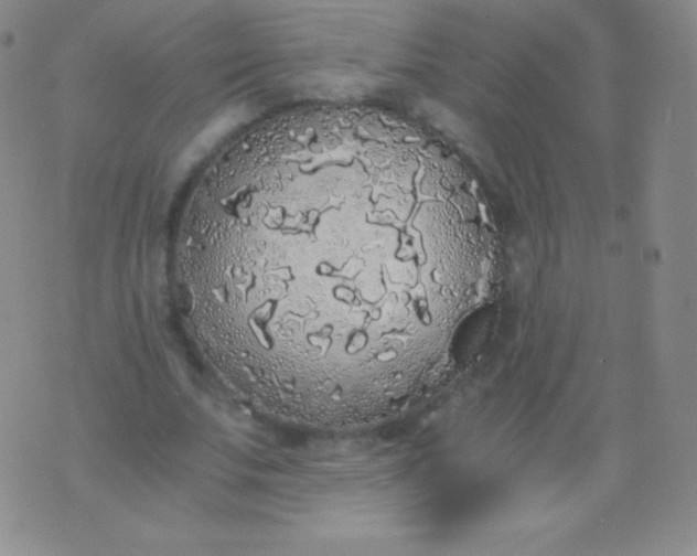 X0000076250679200610122206