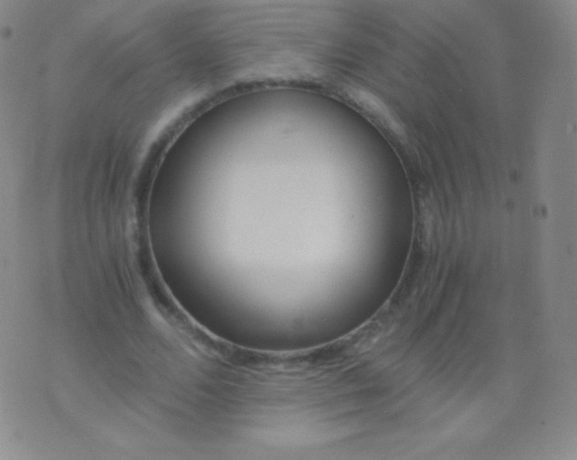 X0000076250680200610122206