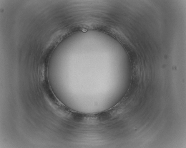 X0000076250694200610122205