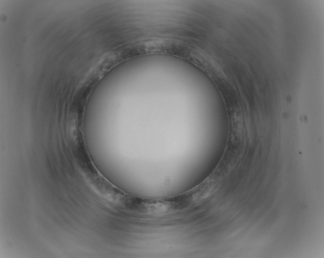 X0000076250698200610122205