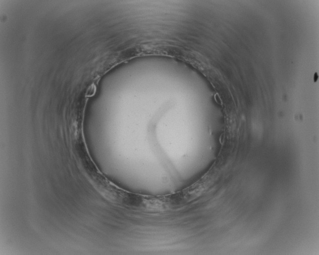 X0000076250703200610122205