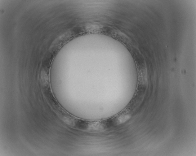 X0000076250705200610122205