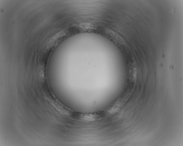 X0000076250710200610122205