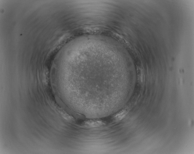 X0000076250712200610122205