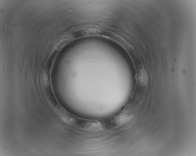 X0000076250715200610122205