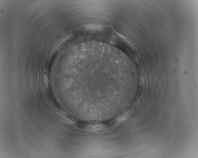 X0000076250716200610122205