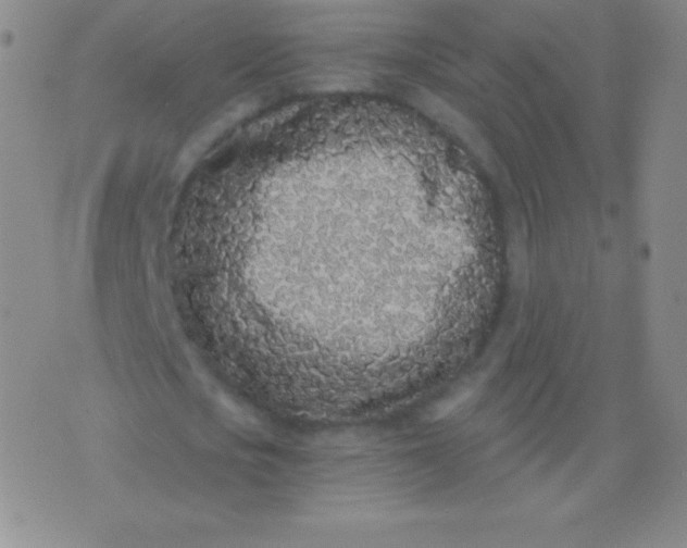 X0000076250721200610122204