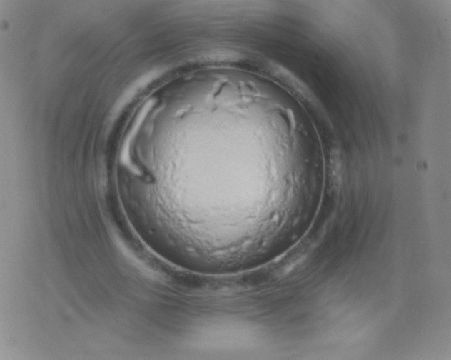 X0000076250726200610122204