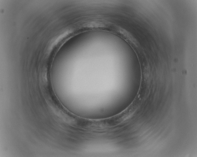 X0000076250727200610122204