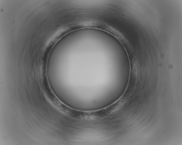 X0000076250730200610122204