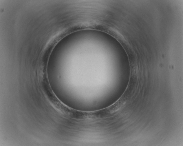 X0000076250736200610122205