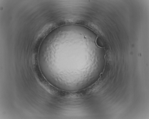 X0000076250738200610122205