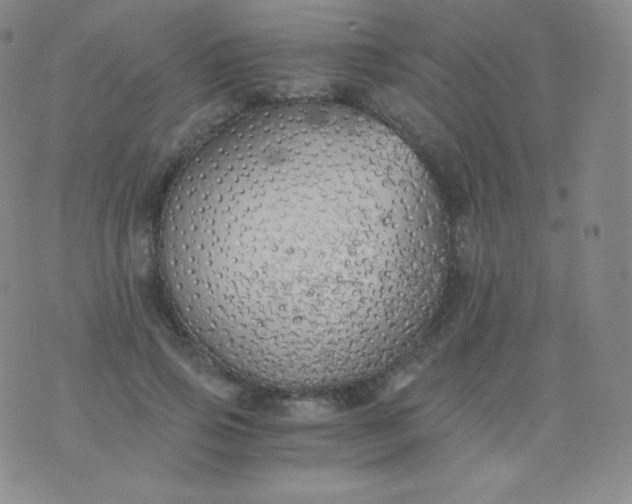 X0000076250741200610122205