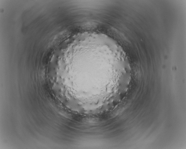 X0000076250745200610122205