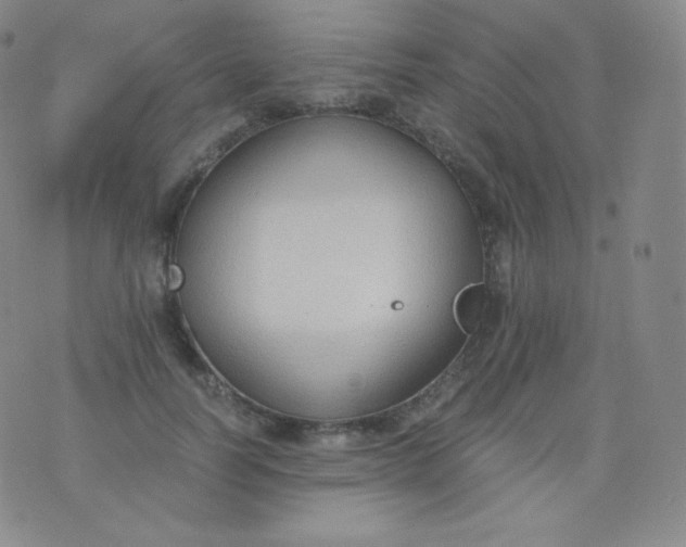 X0000076250746200610122205