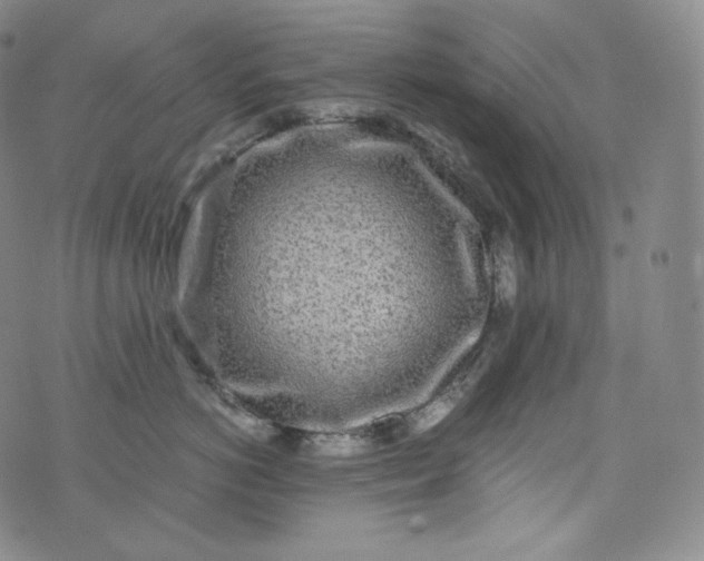 X0000076250766200610122205