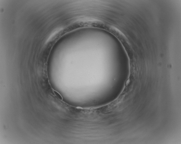 X0000076250775200610122204