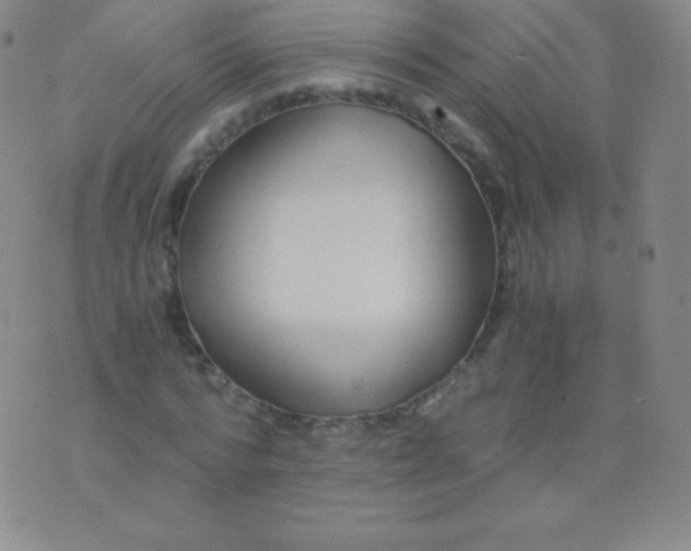 X0000076250776200610122204