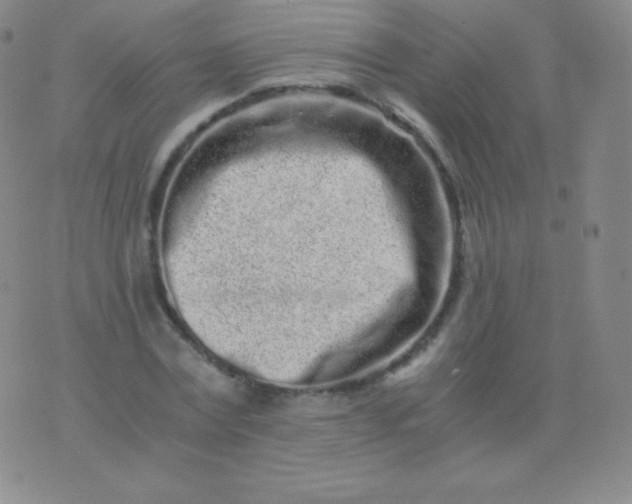 X0000076250779200610122204