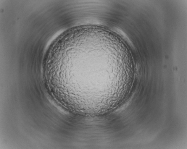 X0000076250780200610122204