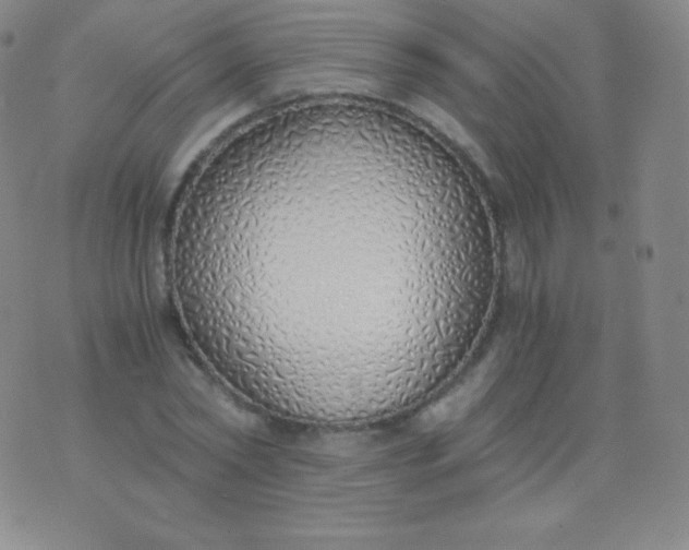 X0000076250782200610122204