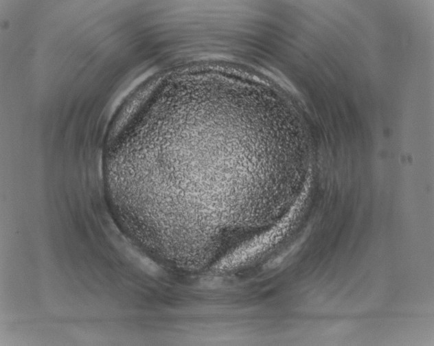 X0000076250790200610122204