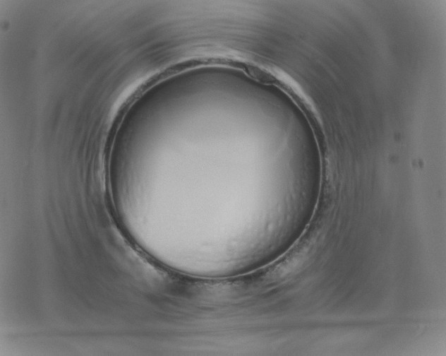 X0000076250791200610122204