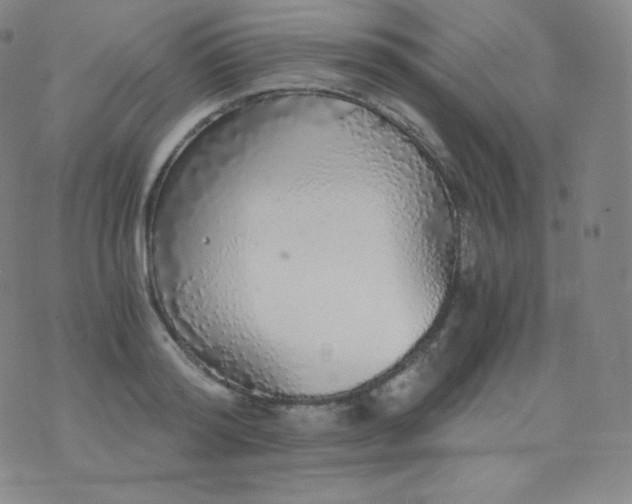 X0000076250796200610122204