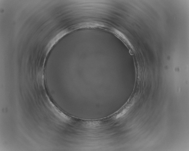 X0000076250802200610122204