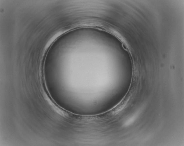 X0000076250803200610122204