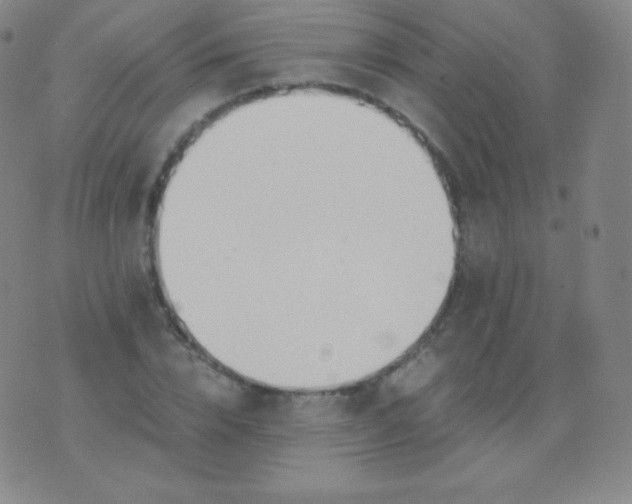 X0000076250832200610122203