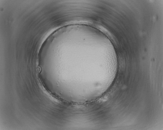 X0000076250852200610122203